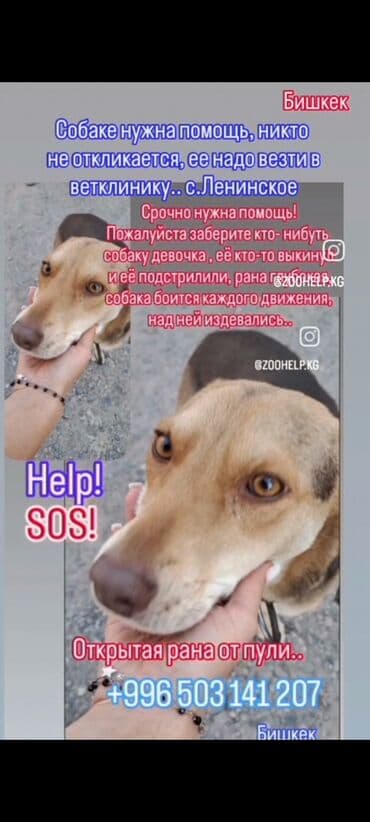 Срочно нужен хороший любящий хозяин