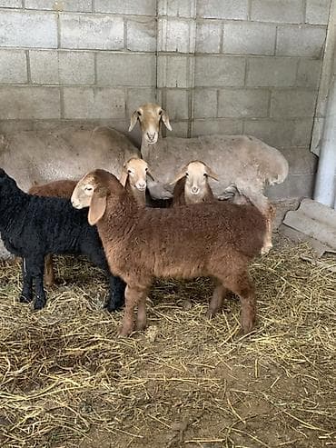 Животные: Продаю | Ягненок | Для разведения | Племенные — 1