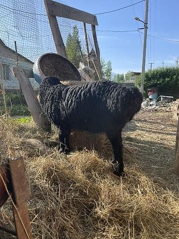 Продам с/х животных: Продаю | Овца (самка), Ягненок | Арашан | Для разведения | Племенные, Ярка — 2