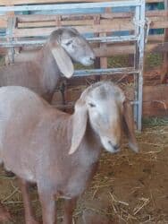 дом для животных: Кочкоры Арашаны линия Широкого разрез хвоста есть 5 месец по матери — 8