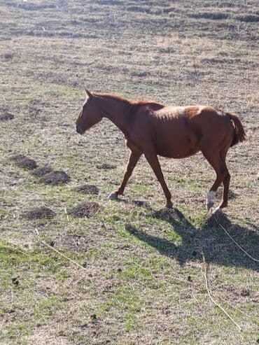 декоративные кролики: Продаю | Кобыла (самка) | Для разведения — 1