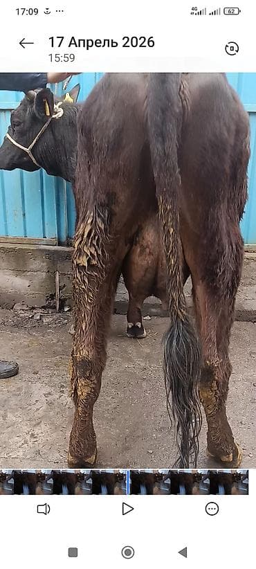 черепаха ош: Продаю | Корова (самка) | Для разведения | Привязанные — 4