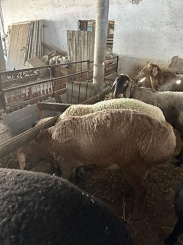 Продаю | Баран (самец) | На забой, Для шерсти | Осеменитель at lalafo.kg Продаю | Баран (самец) | На забой, Для шерсти | Осеменитель