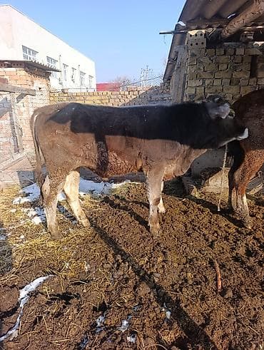 А/ч жаныбарларын сатам: Сатам | Музоо — 3