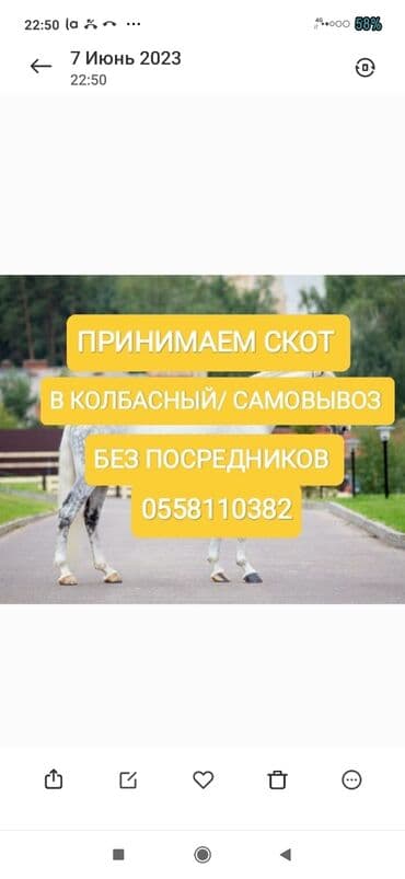 продажа щенков немецкой овчарки с документами в бишкеке: Куплю | Лошади, кони, Коровы, быки, Другие с/х животные | Откормленные, Любое состояние, Забитый — 1