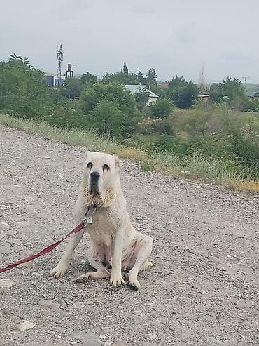 Собака крупной породы на поводке. Окрас белый, короткая/средняя