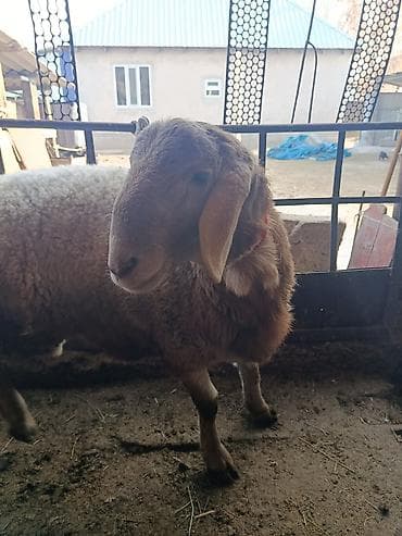 карликовые кошки: Продаю | Овца (самка) | Для шерсти | Матка — 5