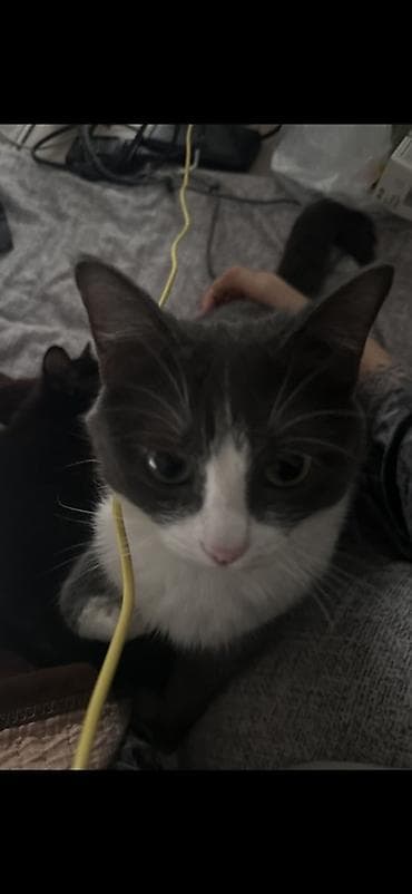 Мышыктар сатылат: Ургаачы, Лотокко барууга үйрөтүлгөн — 2