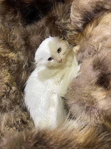 Услуги ветеринара: Скотиш Фолд (Шотландская вислоухая), 2 месяца, Девочка, Белый, Проглистована — 5