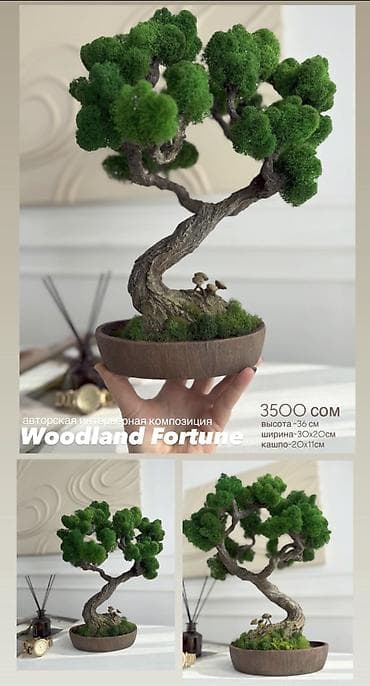 Жарык кылуу: Мини-дерево Бонсай из живого стабилизированного мха 🌿 ✅Цены указаны — 9