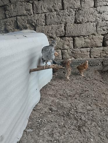 маленькие бычки: Продаю | Цыплята | Домашняя | На забой — 5