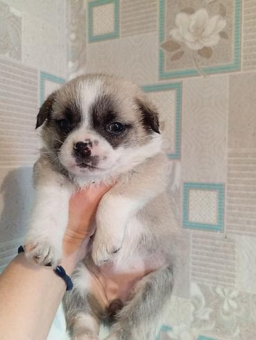 Отдам даром собаку: Продаю щенка девочка порода мопс ей 1,5 полтора месяца нафото есть — 4