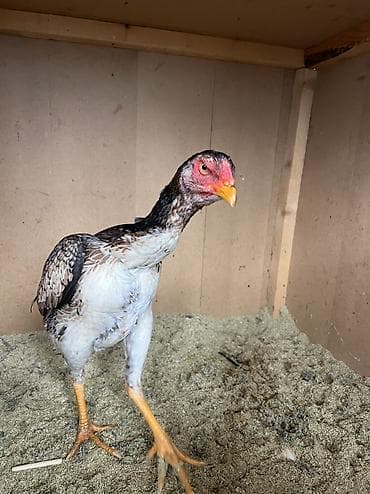 цыплята бишкек: Продается курочка хороших кровей — 2