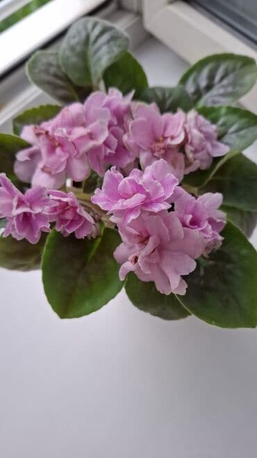 различные кактусы: Цветущие фиалки сорта Арапаха, "Ах, Настасья!", спорт от — 10