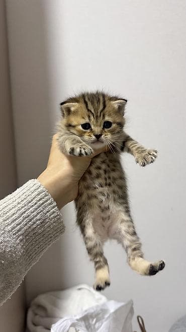 кошка вислоухая серая: Скотиш Фолд (Шотландская вислоухая), 1 месяц, Девочка, Серебристая шиншилла — 5
