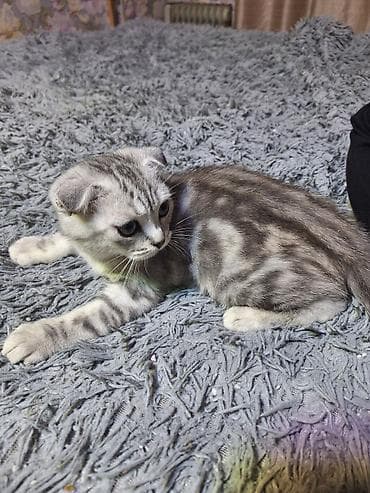 кошка бишкек: Шотландский вислоухий котёнок (Scottish Fold) - Окрас: серебристый — 3