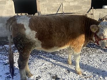 симментал уйлар: Продаю | Бык (самец) | Симментальская | На откорм — 2