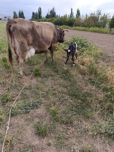Требуется Скотник, Оплата: Ежемесячно