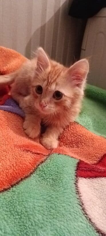 рыжий вислоухий котенок купить: Рыжий котёнок - Пол: не указан - Окрас: классический рыжий табби с — 1