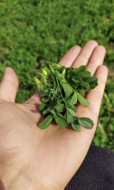 кумыс с медом бишкек: Домашние пельмени с клевером 🍀 — 2