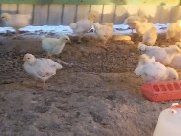 наполнитель для животных: Сатам | Балапандар | Жумуртка туудуруу үчүн — 3