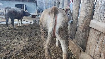 сколько стоит мопсы: Продаю | Тёлка | На откорм | Привязанные — 2