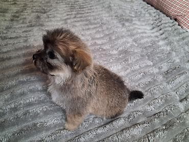 Үй жаныбарлары: Пудель, 2 айлык, Ургаачы — 1