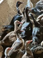 продаю кеклик: Индоутки 57 голов — 16