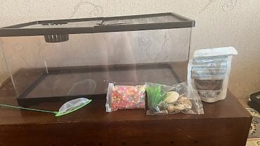 рыба осётр: Аквариум террариум 🐢 Стильный террариум/акватеррариум для черепах и — 4