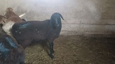 животные в добрые руки: Продаю | Баран (самец) | Для разведения — 2