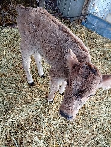 Продаю | Музоо, торпок | Для разведения | Искусственник