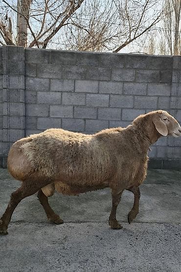 Другие животные: Продаю | Овца (самка) | Полукровка | Для разведения | Матка — 3