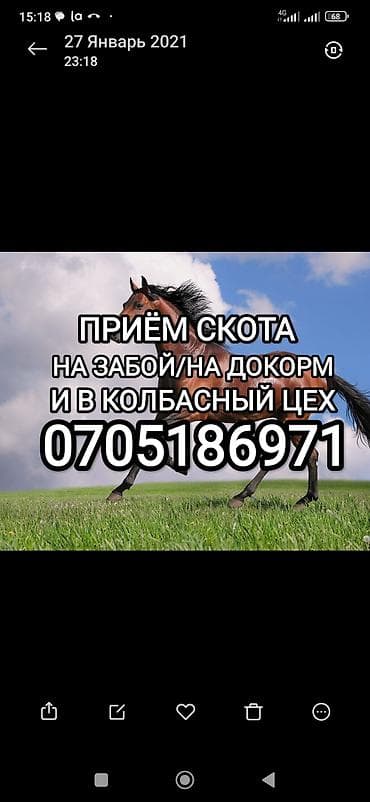 Колбасный цех : Коровы, быки, Лошади, кони, | Круглосуточно, Любое состояние, Забитый