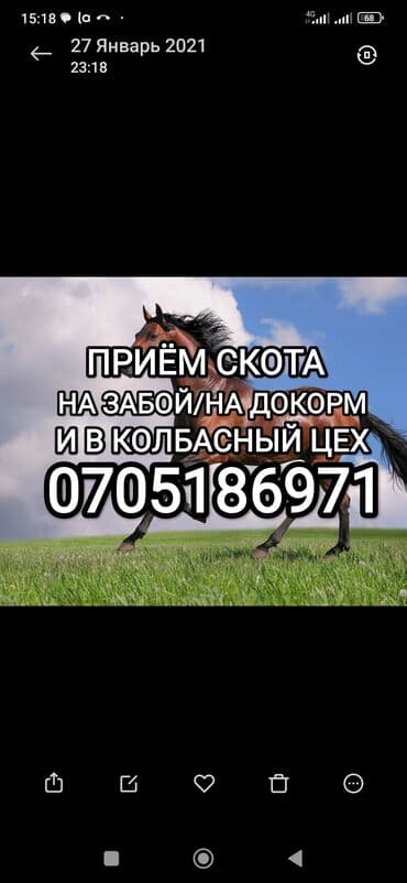 жаны асый: Куплю | Коровы, быки, Лошади, кони | Круглосуточно, Любое состояние, Забитый — 1