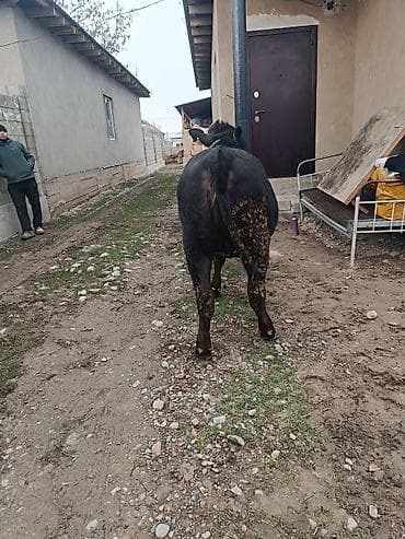 кой аштоо: Продаю | Тёлка | Ангус | Для разведения | Привязанные — 3