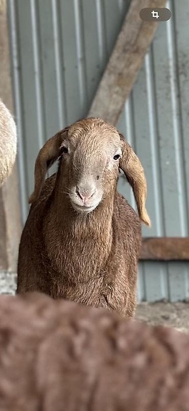 бакал жугору: Сатам | Козу | Гиссар | Союуга — 5