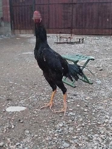 теннисный стол цена ош: Электровелосипед, Б/у — 1