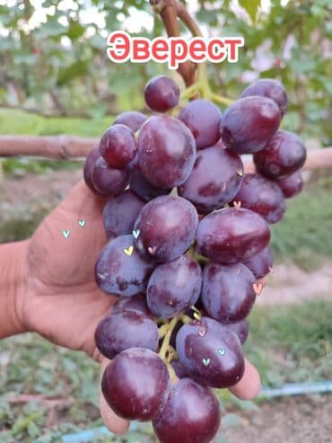 оптом овощи и фрукты: 2-летние саженцы винограда. Все сорта винограда на фото исключительно — 6