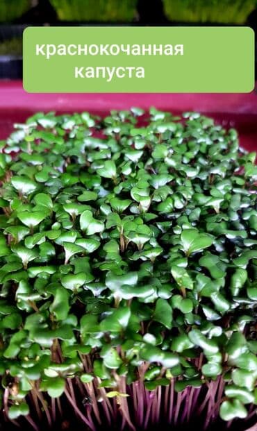 превосходный сорт яблок: Продается вкусная красивая и очень полезная микрозелень в большом — 4