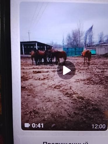 жылкы жаныбар: Сатам | Бээ (ургаачы) | Аргын | Көбөйтүү үчүн — 2