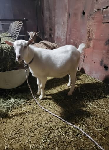 племенные коровы молочные купить: Продаю | Коза (самка) | Для разведения — 1