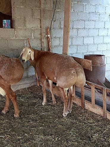 кошки манчкины: Продаю | Баран (самец) | Арашан | Для разведения — 3