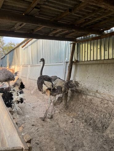 домик для кроликов: Продаю страусов — 6
