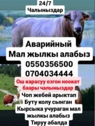 охотничьи собаки: Куплю | Коровы, быки, Лошади, кони, Бараны, овцы | Круглосуточно, Любое состояние, Забитый — 1