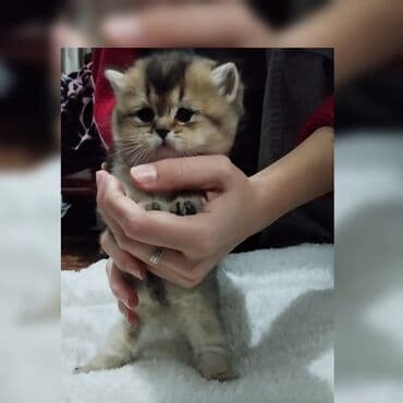 вислоухий кот цена: Скотиш Страйт (Шотландская прямоухая), 1 месяц, Девочка, Приучена к лотку — 1