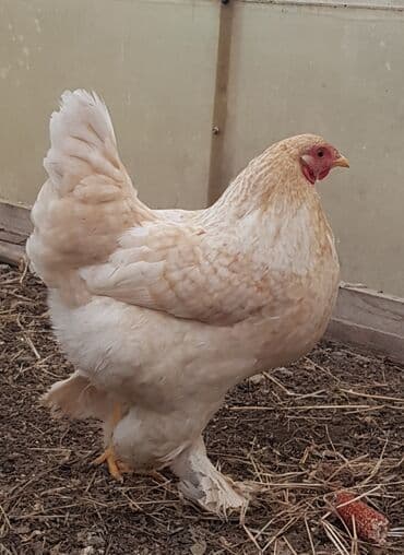 Шелковые Куры ( по 2000с. ) и карлики ( по 800с. ) — 6