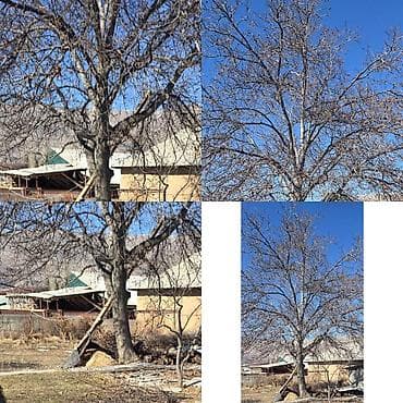 уй емерек: Көчөттөр — 1