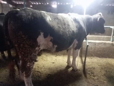 Иттер: Сатам | Бука (эркек) | Бордоп семиртүү үчүн | Байланган — 10