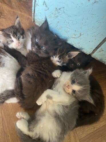 котенок шиншилла цена: Мейн-кун, 2 айлык, Эркек, Биколор, Аргын, Лотокко барууга үйрөтүлгөн — 3