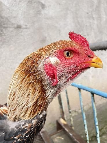 ары ящик: Сатам | Короздор | Тебиштирүүчү | Тебиштирүү үчүн — 1